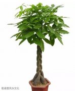 重庆知名风水师讲述店铺摆放什么植物招财