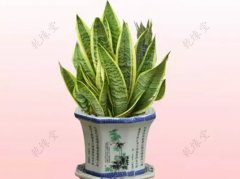 植物风水:卧室养什么植物好？