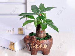 办公桌上五行摆放植物禁忌