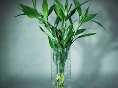 棕竹的风水作用，护宅驱邪保健康