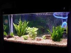 办公室鱼缸摆放的风水讲究