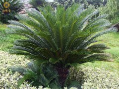 庭院不能种什么植物，植物风水禁忌