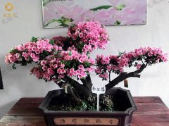 四大客厅植物摆放风水常识