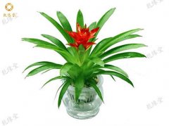 卧室植物风水讲究