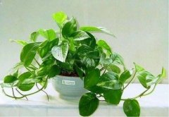 属鸡人养什么植物能驱煞气挡霉运？