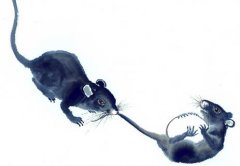 属鼠和什么属相做生意有什么好坏？