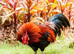 属鸡办公室风水布局注意事项: