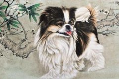 发财树什么属相养好？生肖狗最合适。