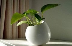 不可忽视的家庭养花风水讲究