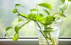 房子周围的树的风水大全，风水好坏全靠它了