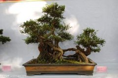 经常倒霉？定是这些家中植物风水所致