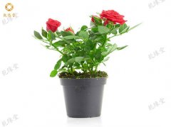 办公室植物风水种什么好?