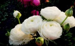 客厅摆什么花提升女性桃花运呢？