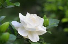 办公室鲜花莫乱摆