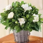 2021年女性办公室风水摆放禁忌讲究