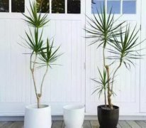 榕树盆景风水有什么用途？