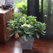 植物风水:什么植物对孕妇好？