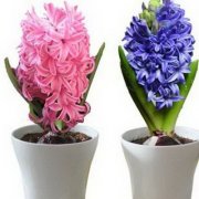 卧室植物风水禁忌大全