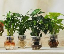 最适合摆放的绿色室内植物