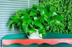 招财树的摆放禁忌风水作用