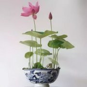 家里摆放水仙花好不好?有何风水禁忌?