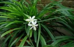 风水吊兰养殖方法和注意事项: