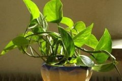 家中种植什么植物旺财家居风水