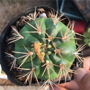 办公室养什么花好？