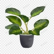 白掌的风水摆放方位