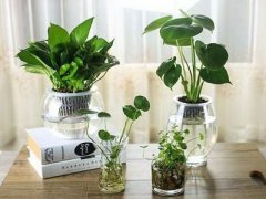 办公室风水中比较好的植物