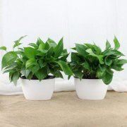 窗台摆放植物的风水