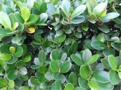 麒麟掌是什么植物风水摆放禁忌？