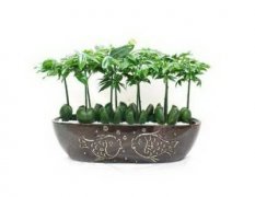 什么植物最适合种在房子周围?