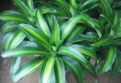 楼盘风水:买房不能选的楼盘