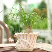 家里这样摆放绿植可以化解煞气