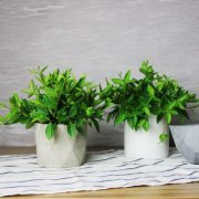 家里种什么树风水好