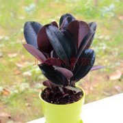 家居植物应如何摆放？