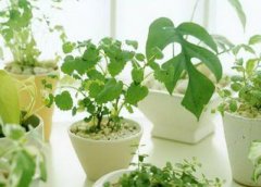 从风水角度讲植物不能放财位上吗?