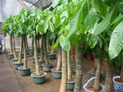 风水植物之一，发财树叶子发黄怎么办呢？