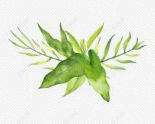 风水蟹爪兰的养殖方法和注意事项