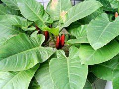 植物在风水中的作用有什么呢？