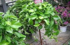 财位上放什么植物风水好