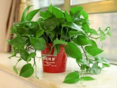 别人家的花盆植物能要吗?