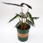 养铁树都有什么风水上的忌讳呢？