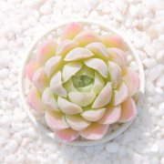 小小盆栽教你化解身边的不利风水
