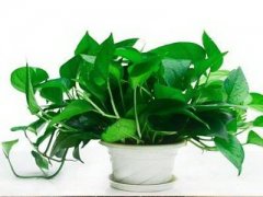 办公室厕所里放什么植物旺风水化煞