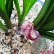 　虎皮兰摆放风水禁忌:虎皮兰摆放怎么解决?