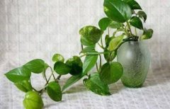 植物风水学知识大全，风水植物的摆放