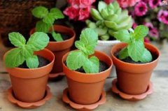 乔迁送什么植物?