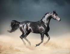 什么属相的人适合做生意呢?